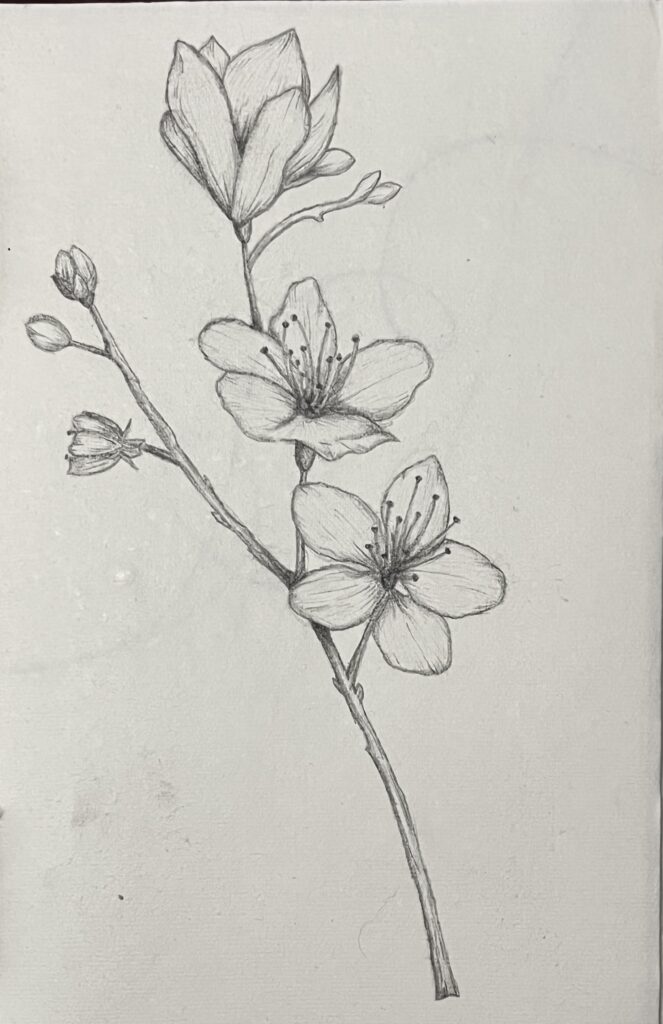 Pencil sketch of cherry blossom flowers.
