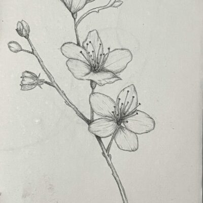 Pencil sketch of cherry blossom flowers.