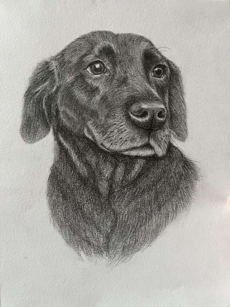 Pencil drawing of a lab retriever