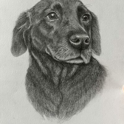 Pencil drawing of a lab retriever