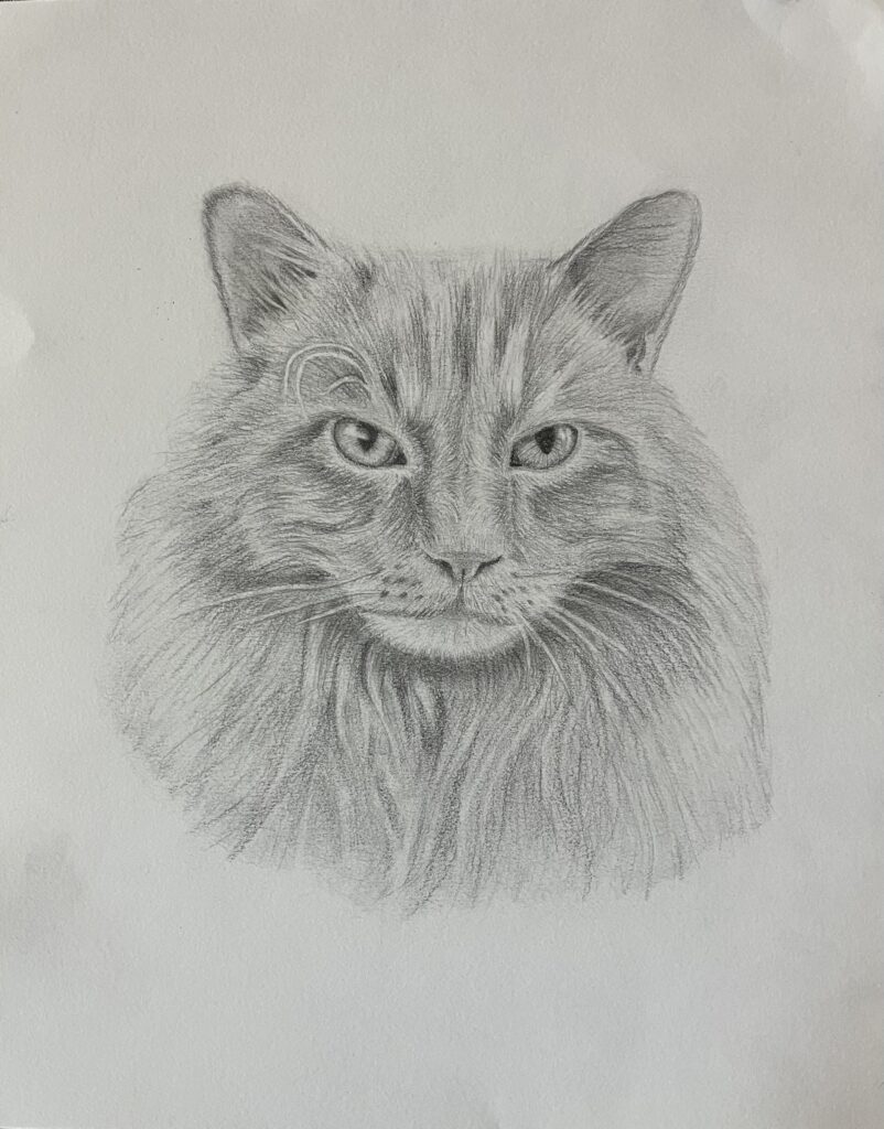 Pencil drawing of a cat