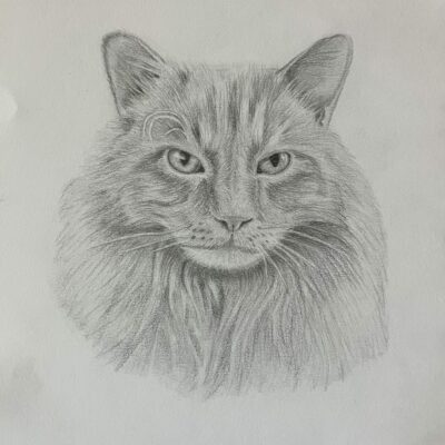 Pencil drawing of a cat