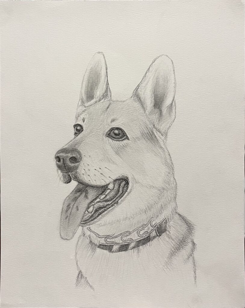 Pencil sketch of a shepard dog.