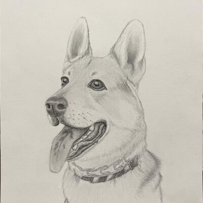Pencil sketch of a shepard dog.